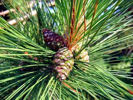 Pine Cones - trees, forest, pine cones