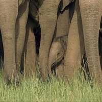 elephant-hiding