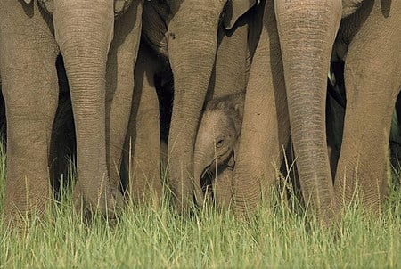 elephant-hiding - elephant, hot, baby, jungle, animals, cute