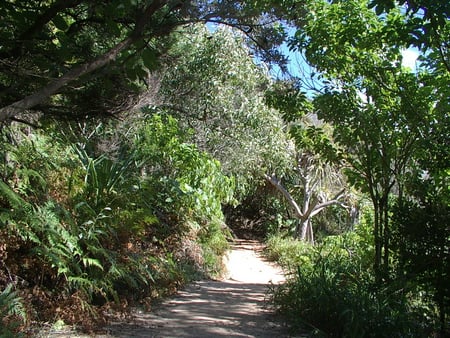 Noosa National Park Australia - national park, noosa, australia