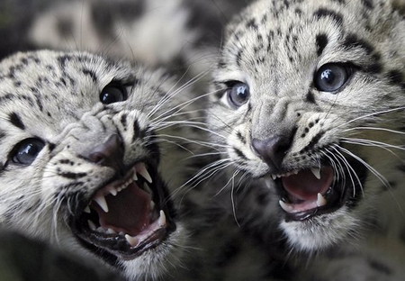 Angry leopards