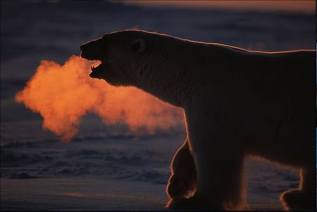 Polar-bear - hot, animals, bear, polar, cute