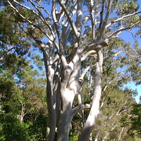  Tree Australian Ghost Gum