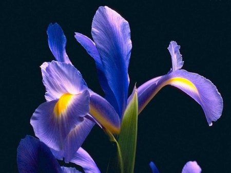 Purple IRIS - flower, purple, iris