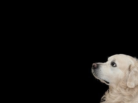 Cute watching - watch, animal, black, dog