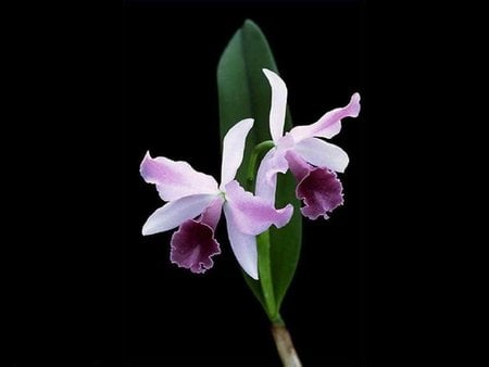 Pretty purple orchid - orchid, flower, purple, black