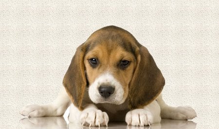 My name is Soro - beagle, loyal, cute, dog