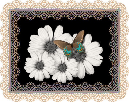 flowers  - white, nature, butterfly, lace, flowers, colors