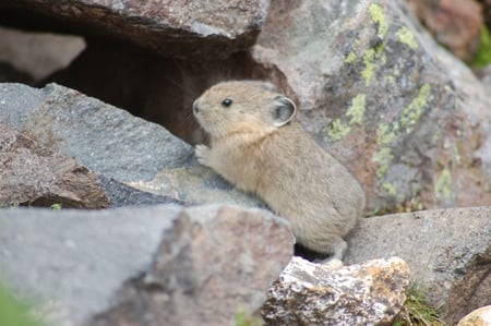 Pika - cute, pika, animals, rodents