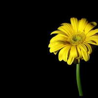 Yellow gerbera