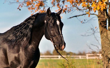 black horse - horses, animals and arabians