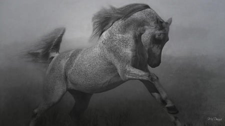 Horse in Black and White #3 - abstract, horse, running, black and white, firefox persona, widescreen