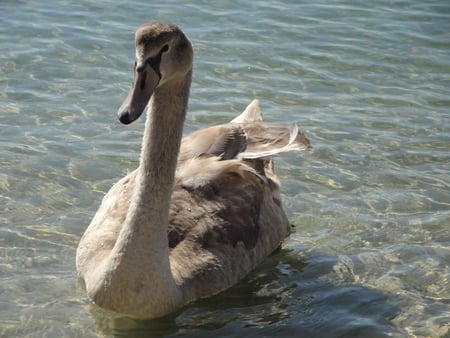 BabyRockSwan - bird, sunsets, natures, beaches