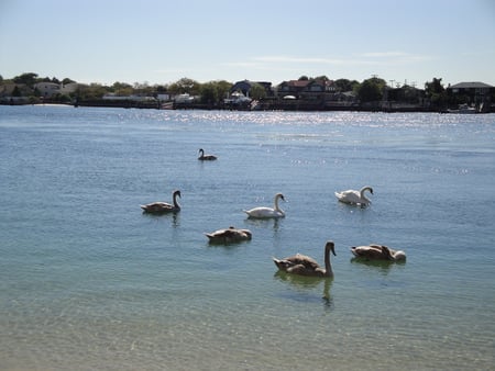 RockSwans - nature, beaches, sunset, bird