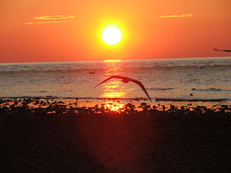 Sunset in MIchigan - sunset, beach, seagull