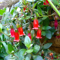 Red Bell Flowers Succulent