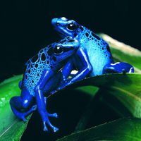 Blue Frogs