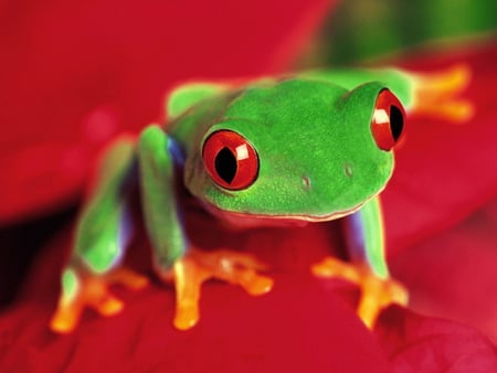 Frog - colorful, animal, beautiful, frog, other