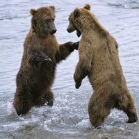 grizzlys fighting