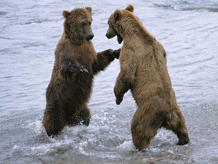 grizzlys fighting - two bears, fighting, river