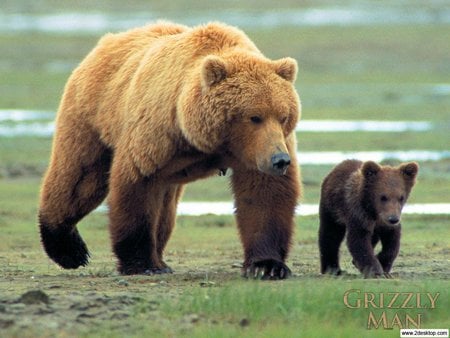 mother grizzly and cub - cub, grizzly mother