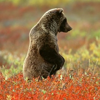 grizzly bear in field