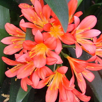 Orange Flower Clivia