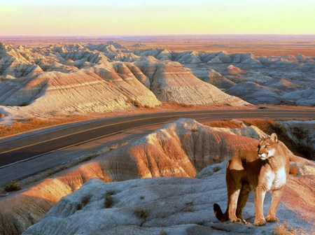 Canyon cat - badlands, cougar, perch, home, canyon, dakota