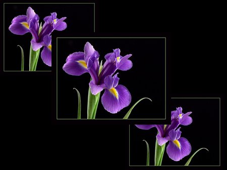 Framed orchids - orchid, flower, purple