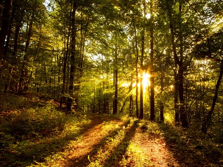 Forest - trees, forest, nature, sun light