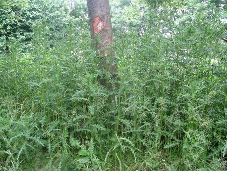 The Edge of the Forest - holland, forest, dutch, green, field, tree, grass, the netherlands