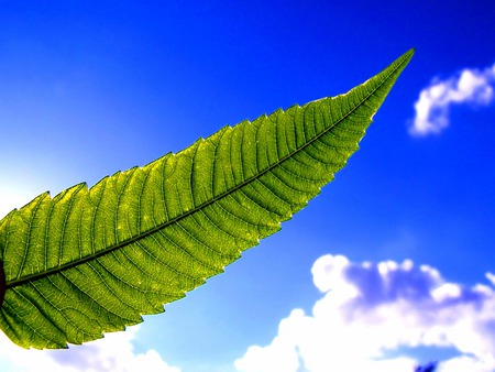 tree leaf - nature, sky, beach, blue, green, leaf