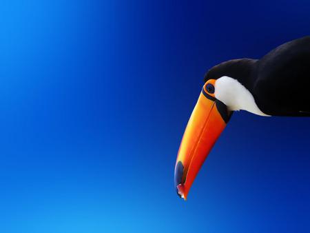 cute bird - sky, 3d, animals, blue, fly, birds