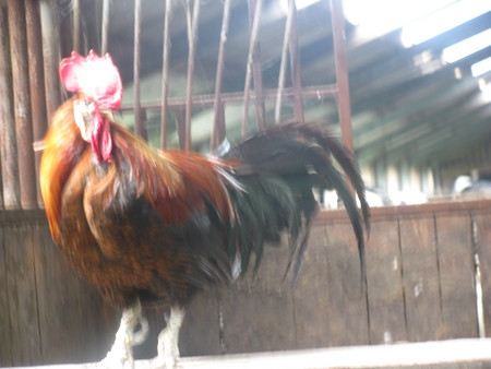 Cock - chicken, farm, cock, dutch, stable