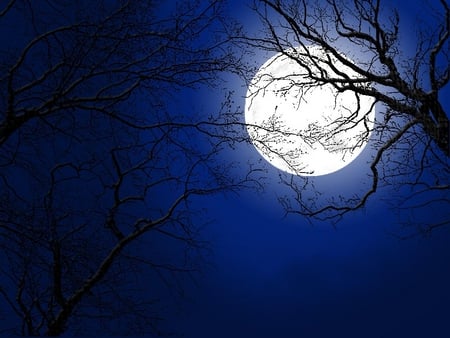 SHINING MOON - moon, trees, night, sky