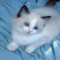Blue eyed cat