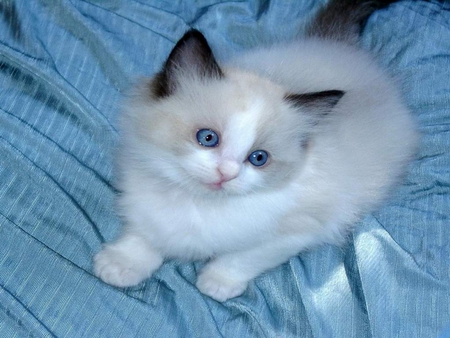 Blue eyed cat - beautiful, cat, picture, blue-eyed