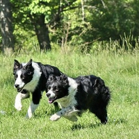 Running Collies