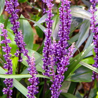 Purple Liriope Flowers