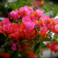 Pink Orange Bougainvillea