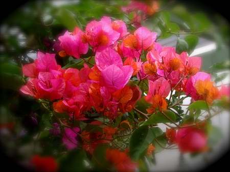 Pink Orange Bougainvillea - flower, orange, pink, bougainvillea