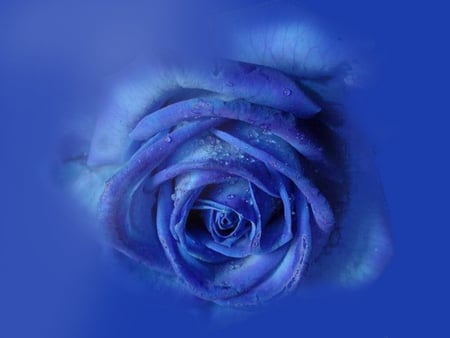 blue rose - rose, blue