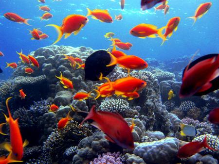 Underwater - coral, animal, water, fish