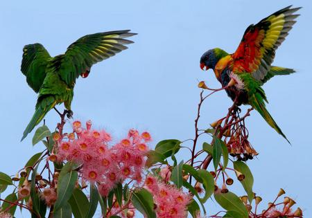 Lorikeet and Parrot - sky, parrot, animal, flowers, lorikeet, birds