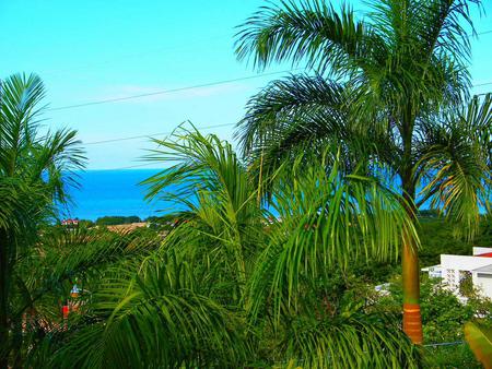 Palm Trees - sky, trees, nature, water