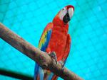 Macaw