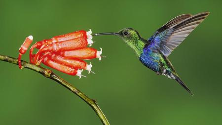 Hummingbird - red, flower, hummingbird, animal, bird, humming-bird, blue, colibri, pasare, green