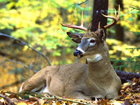 Deer me I need a rest  - male, stag, sunlight, trees, resting, forest, antlers