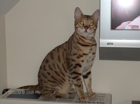 Get Off! - beautiful markings, savannah cat, eyes