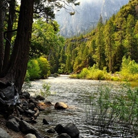 River in a Mountain Forest